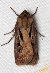 Agrotis vancouverensis