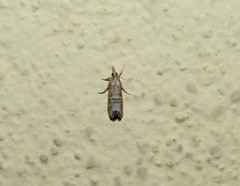 Euchromius rayatella