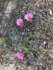 Coryphantha macromeris runyonii