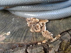 Trametes versicolor