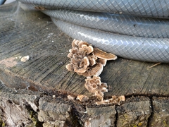 Trametes versicolor