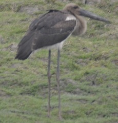 Ephippiorhynchus asiaticus