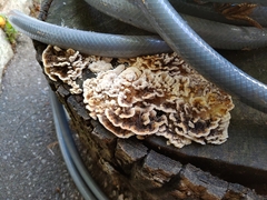 Trametes versicolor