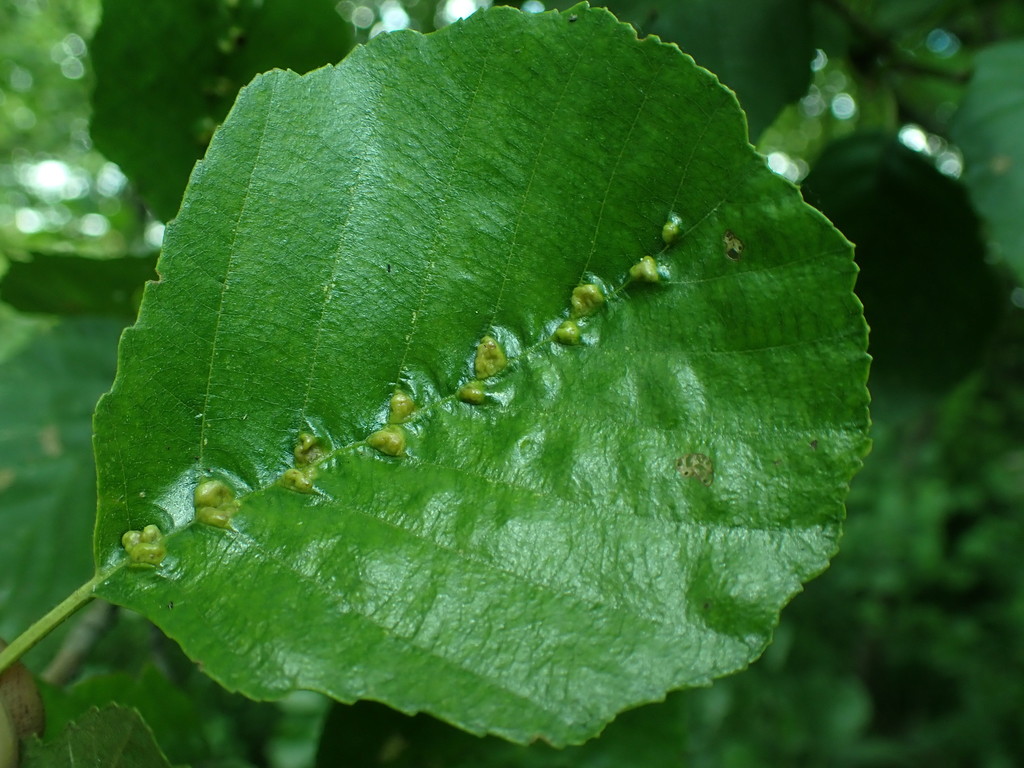 alder vein angle gall, photo 1 of 10