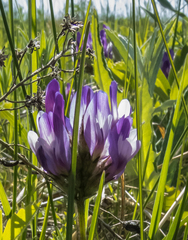 Astragalus agrestis