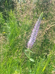 Veronica orchidea