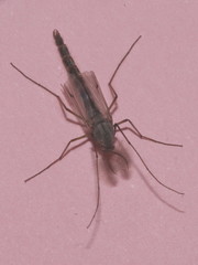 Chironomus plumosus