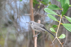 Polioptila lembeyei