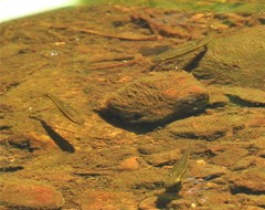 Pimephales notatus