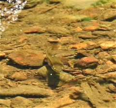 Pimephales notatus