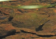Pimephales notatus