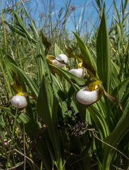 Cypripedium candidum