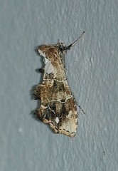 Arrade leucocosmalis