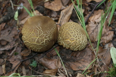 Neoboletus xanthopus