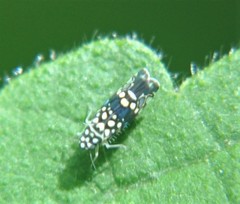 Trypanalebra maculata
