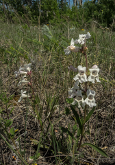 Penstemon albidus