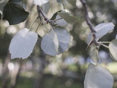 Populus alba