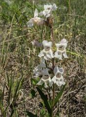 Penstemon albidus