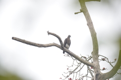 Haliaeetus ichthyaetus