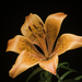Lilium bulbiferum - Photo (c) sunoochi,  זכויות יוצרים חלקיות (CC BY)