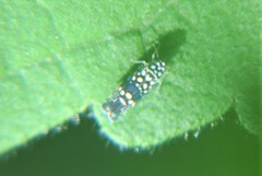 Trypanalebra maculata