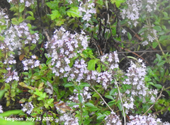 Thymus quinquecostatus