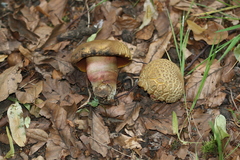 Neoboletus xanthopus