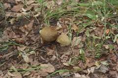 Neoboletus xanthopus