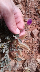 Astragalus missouriensis