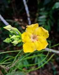 Mandevilla rugellosa