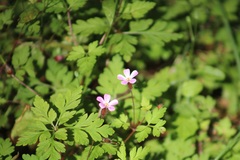 Geranium robertianum