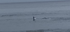 Delphinus