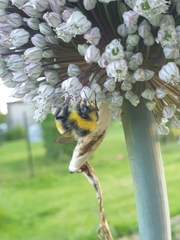 Bombus
