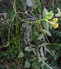 Mandevilla rugellosa