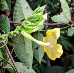 Mandevilla rugellosa