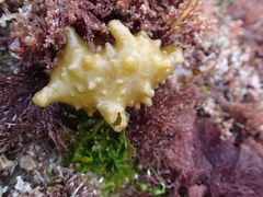 Colpomenia tuberculata