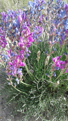 Astragalus missouriensis