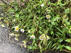 Erigeron philadelphicus