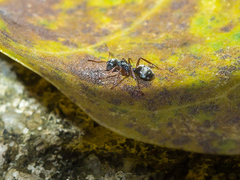 Camponotus mucronatus