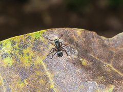 Camponotus mucronatus