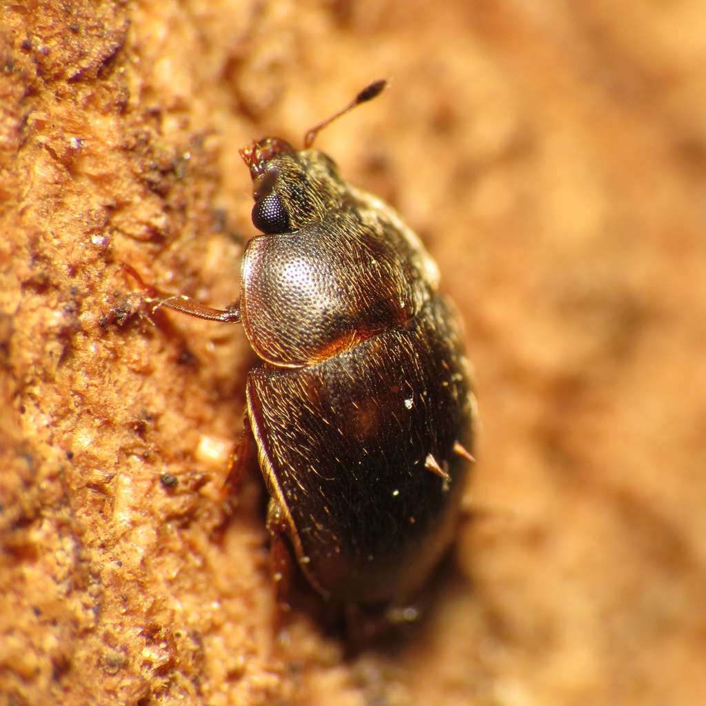 Amphicrossus ciliatus