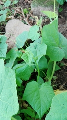 Cucurbitales