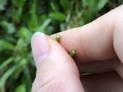 Erigeron philadelphicus