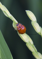 Harmonia octomaculata