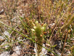 Castilleja tenuis