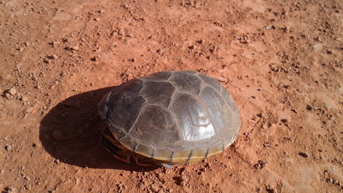 Kinosternon flavescens