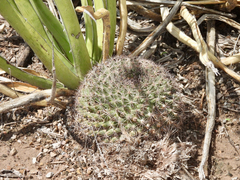 Mammillaria grusonii