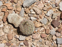 Echinomastus durangensis