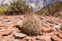 Echinomastus durangensis