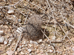 Echinomastus durangensis